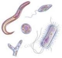 parasites qui vivent dans le corps humain